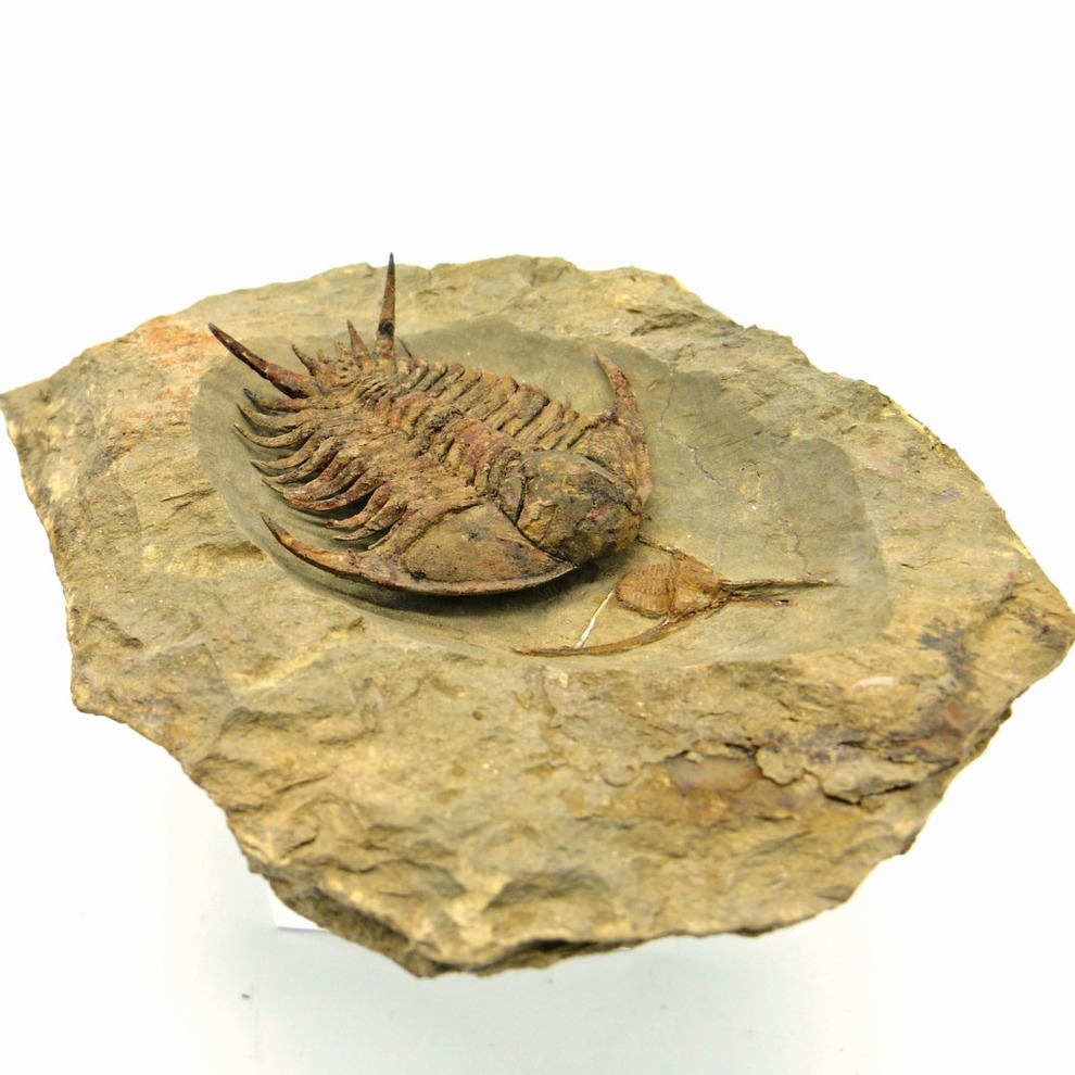 三葉虫 化石 fossil ボリビア産 レア Fossil管理③ - アンティーク