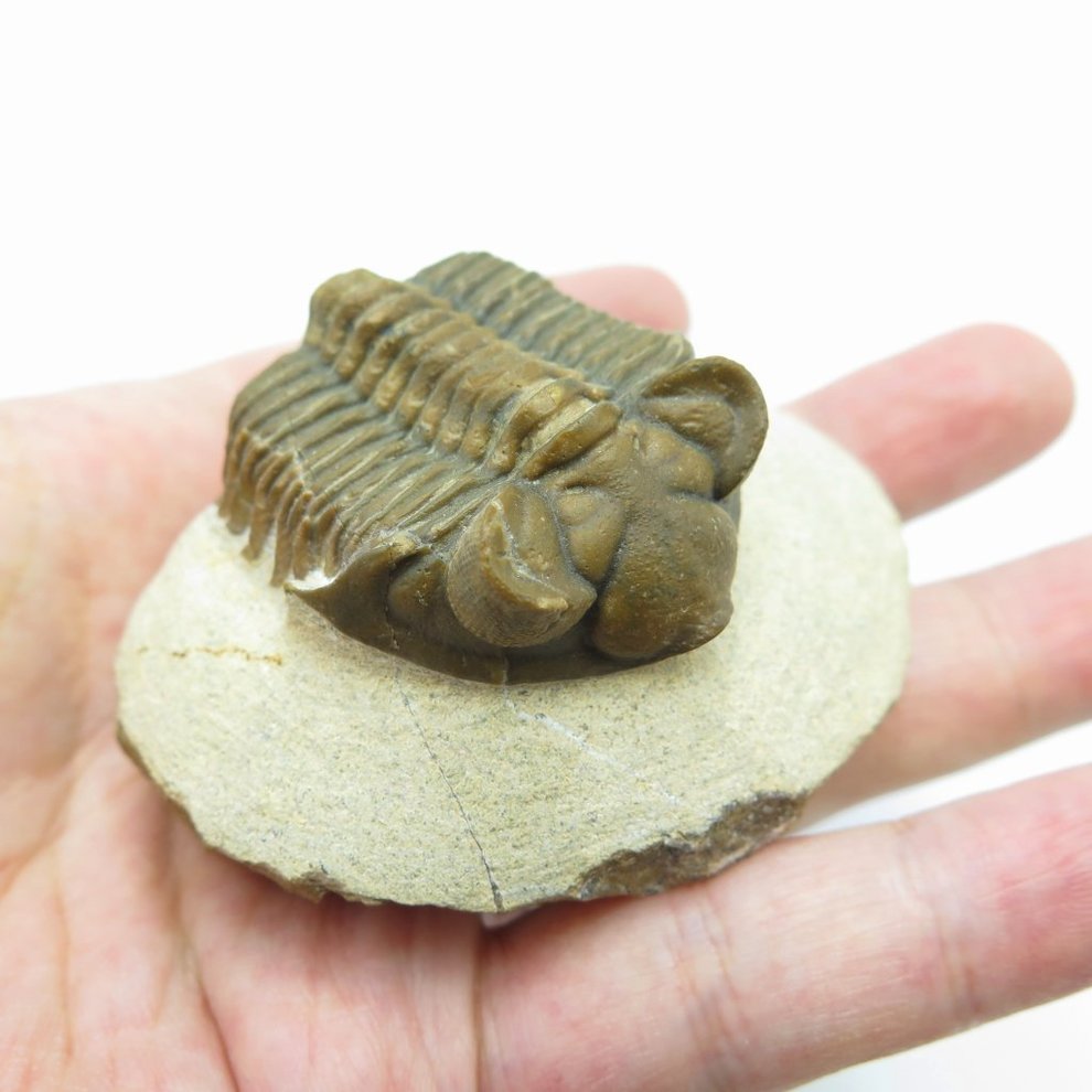 17400円アウトレット 東京 【最安値】 ファコプス [PH68] 化石