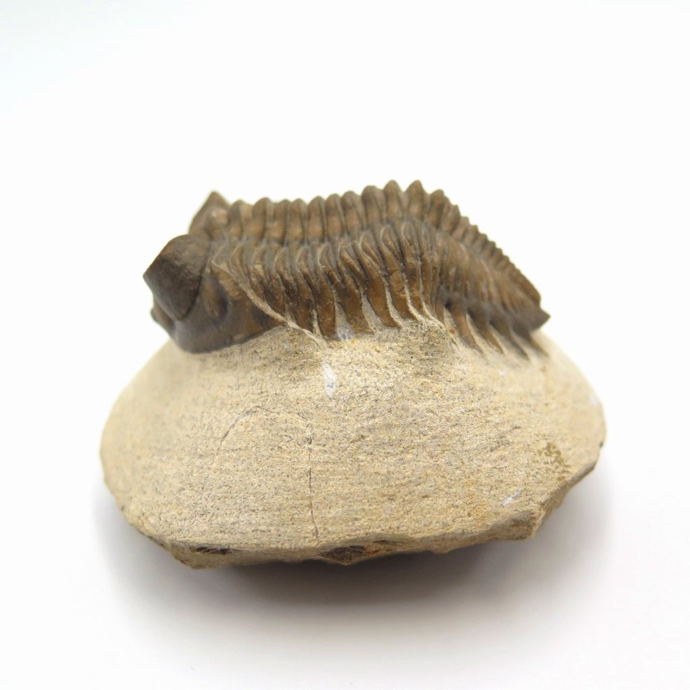 お気に入り 三葉虫 エルドレドゲオプス PH46 化石 ファコプス tdh