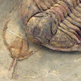 化石 三葉虫 石 古い レトロ - 美術品